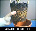 repot tahiti lime plant :S-picture-0019.jpg