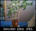 repot tahiti lime plant :S-picture-0017.jpg