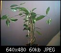 repot tahiti lime plant :S-picture-0013.jpg
