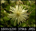 Please help me to identify these plants (1/4)-dscn4330.jpg