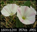 Please help me to identify these plants (1/4)-dscn4484.jpg